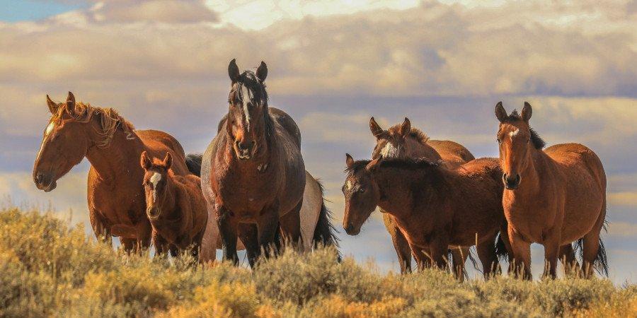 I mustang selvaggi del Wyoming
